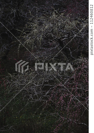 Beauty like stardust: Weeping plums at Ryūbi Shrine 112460812