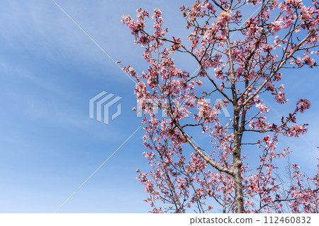 An early blooming cherry tree and blue sky 112460832