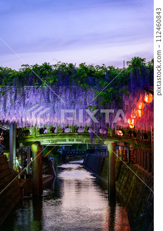 春天的傍晚，石橋和美麗的紫藤（紫藤格子）風景“中山大紫藤[柳川市中山熊野神社]” 112460843