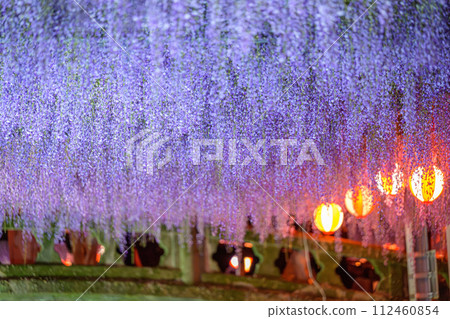 A stone bridge and beautiful wisteria flowers (wisteria trellis) scenery that shines on a clear spring night "Nakayama Big Wisteria [Nakayama Kumano Shrine, Yanagawa City]" 112460854