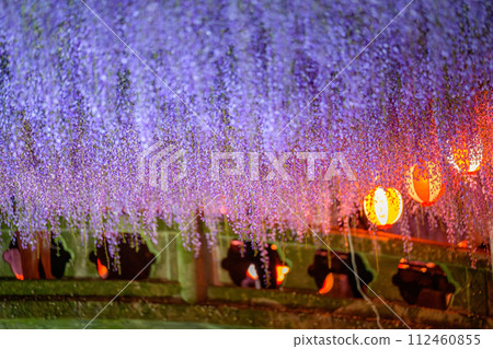 A stone bridge and beautiful wisteria flowers (wisteria trellis) scenery that shines on a clear spring night "Nakayama Big Wisteria [Nakayama Kumano Shrine, Yanagawa City]" 112460855