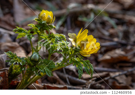 阿多尼斯 阿多尼斯 112460956