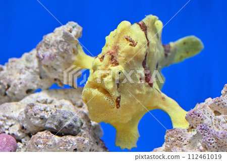 Shinagawa Aquarium Japanese Frog Monkfish Shinagawa Aquarium Japanese Frog Monkfish 112461019