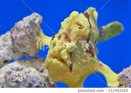 Shinagawa Aquarium Japanese Frog Monkfish Shinagawa Aquarium Japanese Frog Monkfish 112461020