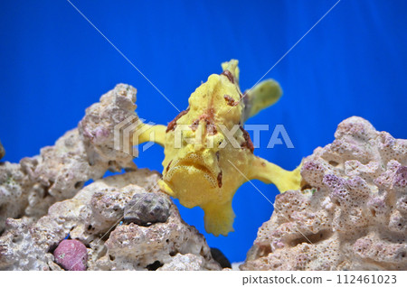 Shinagawa Aquarium Japanese Frog Monkfish Shinagawa Aquarium Japanese Frog Monkfish 112461023