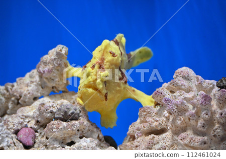 品川水族館日本青蛙安康魚 品川水族館日本青蛙安康魚 112461024