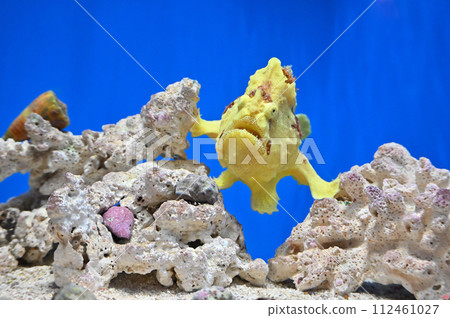 Shinagawa Aquarium Japanese Frog Monkfish Shinagawa Aquarium Japanese Frog Monkfish 112461027