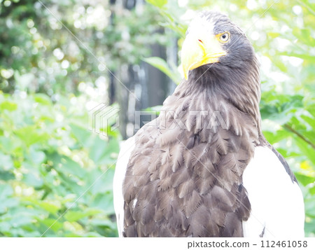 Beautiful Steller's Sea Eagle, a natural monument Beautiful Steller's Sea Eagle, a natural monument 112461058