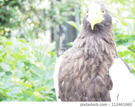 Beautiful Steller's Sea Eagle, a natural monument Beautiful Steller's Sea Eagle, a natural monument 112461060