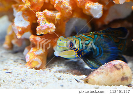 Shinagawa Aquarium Nishikiteguri Mandarin Fish Shinagawa Aquarium Nishikiteguri Mandarin Fish 112461137