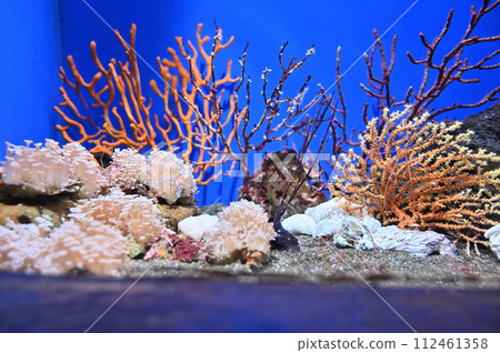 Shinagawa Aquarium Ortman Walla Shrimp 112461358