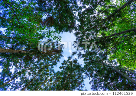 A tranquil Kasuga weather, a forest view looking up at the sky from the shrine grounds “Nakayama Big Wisteria [Nakayama Kumano Shrine, Yanagawa City]” 112461529