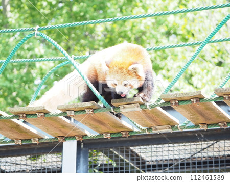 Hot summer zoo "red panda" 112461589