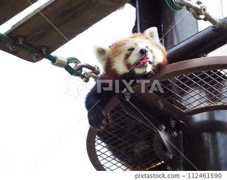 Hot summer zoo "red panda" Hot summer zoo "red panda" 112461590