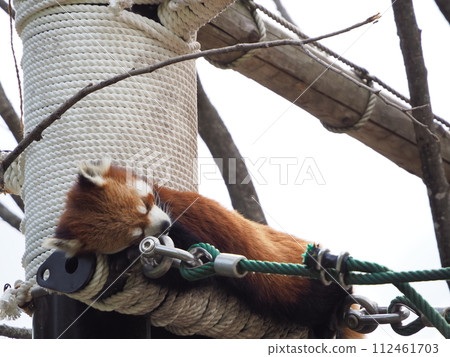 Hot summer zoo "red panda" Hot summer zoo "red panda" 112461703
