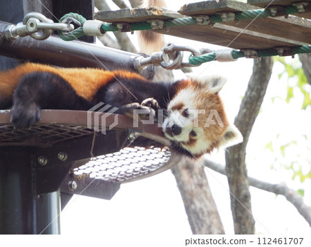 炎熱夏季動物園“小熊貓” 炎熱夏季動物園“小熊貓” 112461707