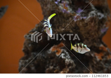 Shinagawa Aquarium Sawfish 112461853