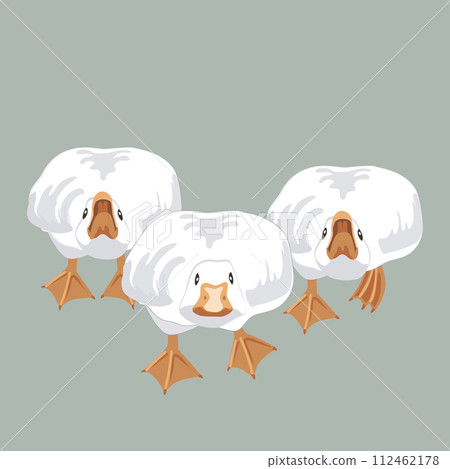 Three big angry and brave geese running and going to bite probably. Goose male birds attacking and defending the flock. Vector illustration isolated on green Three big angry and brave geese running and going to bite probably. Goose male birds attacking and defending the flock. Vector illustration isolated on green 112462178