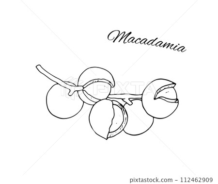 Hand-drawn macadamia branch. Diet snackcts. Hand-drawn macadamia branch. Diet snackcts. 112462909