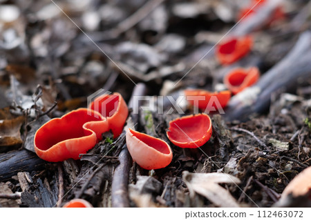 Beautiful macro shot of edible spring mushrooms scarlet elf cup Beautiful macro shot of edible spring mushrooms scarlet elf cup 112463072