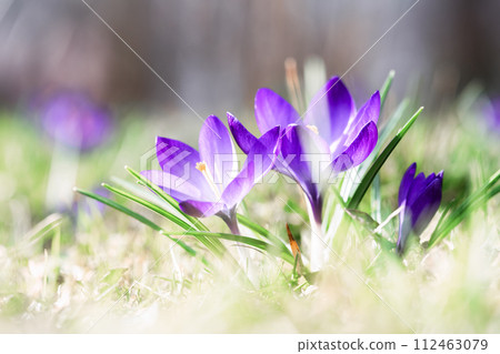 Macro shot of purple spring crocus flowers 112463079