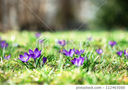 Meadow of of purple crocus flowers in spring forest. Meadow of of purple crocus flowers in spring forest. 112463080