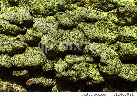 Natural background with green moss Natural background with green moss 112463081