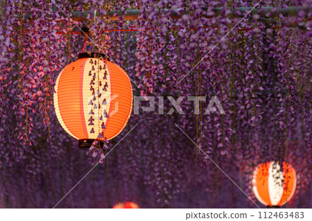 Scenery of illuminating wisteria trellis (lanterns) that shines in the gentle spring breeze "Nakayama Big Wisteria [Nakayama Kumano Shrine in Yanagawa City]" 112463483