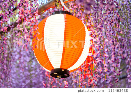 在和煦的春風中閃耀的紫藤架的風景“中山大紫藤[柳川市中山熊野神社]” 112463488