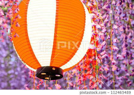在和煦的春風中閃耀的紫藤架的風景“中山大紫藤[柳川市中山熊野神社]” 112463489