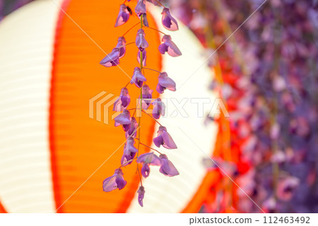 Scenery of illuminating wisteria trellis (lanterns) that shines in the gentle spring breeze "Nakayama Big Wisteria [Nakayama Kumano Shrine in Yanagawa City]" 112463492