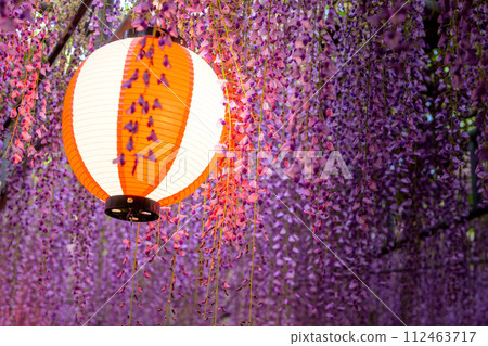 Beautifully lit up wisteria trellis (lanterns) that shines in the gentle spring breeze "Nakayama Big Wisteria [Nakayama Kumano Shrine, Yanagawa City]" 112463717
