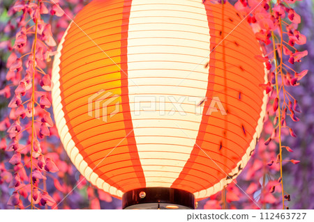 Beautifully lit up wisteria trellis (lanterns) that shines in the gentle spring breeze "Nakayama Big Wisteria [Nakayama Kumano Shrine, Yanagawa City]" 112463727