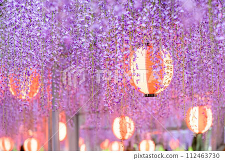 Beautifully lit up wisteria trellis (lanterns) that shines in the gentle spring breeze "Nakayama Big Wisteria [Nakayama Kumano Shrine, Yanagawa City]" 112463730