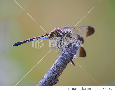 A dragonfly perched on a branch A dragonfly perched on a branch 112464259