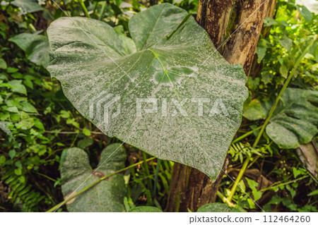 After the eruption of the volcano. Plants covered with ash from a volcano 112464260