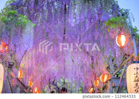 Beautiful wisteria flowers (wisteria trellis arch) shining against the bright spring sky. Sightseeing scenery of "Nakayama Big Wisteria [Nakayama Kumano Shrine, Yanagawa City]" 112464333