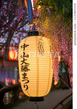 燈籠和美麗的紫藤花（紫藤格子）觀光風景“中山大紫藤[柳川市中山熊野神社]” 112464359