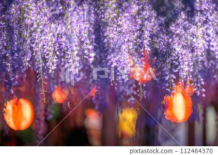 Beautiful wisteria flowers (wisteria trellis) sightseeing scene shining in the bright rays of light "Nakayama Big Wisteria [Nakayama Kumano Shrine in Yanagawa City]" 112464370
