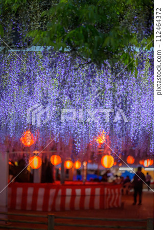 閃耀著明亮光芒的美麗紫藤花(紫藤格子)觀光景“中山大紫藤【柳川市中山熊野神社】” 閃耀著明亮光芒的美麗紫藤花(紫藤格子)觀光景“中山大紫藤【柳川市中山熊野神社】” 112464372