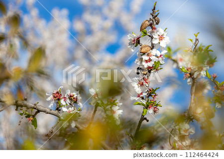 Blossoming almond trees with fruits in Majorca, Mallorca, Balearic Islands, Spain, Europe Blossoming almond trees with fruits in Majorca, Mallorca, Balearic Islands, Spain, Europe 112464424