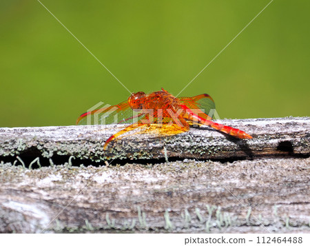 Kittenfly perching on a wooden fence 112464488