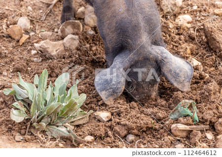 A piglet of Porc Negre Mallorqui breed roots and digs with his snout on farm pasture in Majorca, Mallorca, Balearic Islands, Spain, Europe 112464612