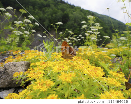 女性生長激素 112464616