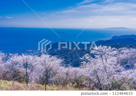 (Shizuoka Prefecture) Looking down at Atami Port from the Izu Skyline Takichiyama parking lot where rime (rain ice) flowers bloom 112464633