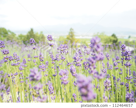 Close-up of lavender buds Close-up of lavender buds 112464657