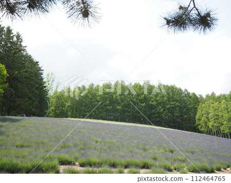 Beautiful lavender flower field scenery Beautiful lavender flower field scenery 112464765
