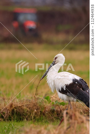 鸛鳥在田野裡覓食 112464938