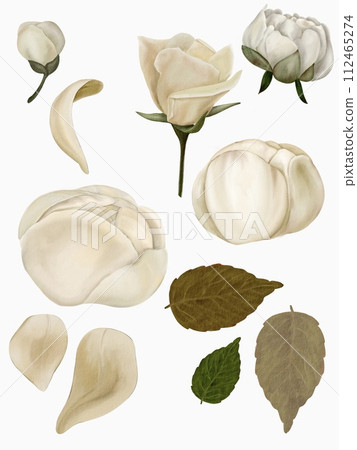 set of flowers roses and peonies leaves petals isolated on white background for cutting set of flowers roses and peonies leaves petals isolated on white background for cutting 112465274