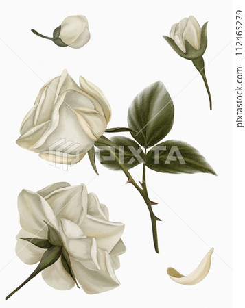 Set of flowers and branches of white flowers peonies and roses isolated on white background Set of flowers and branches of white flowers peonies and roses isolated on white background 112465279
